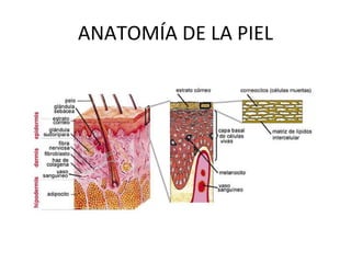 ANATOMÍA DE LA PIEL 