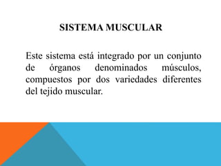 SISTEMA MUSCULAR 
Este sistema está integrado por un conjunto 
de órganos denominados músculos, 
compuestos por dos variedades diferentes 
del tejido muscular. 
 