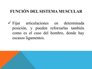 FUNCIÓN DEL SISTEMA MUSCULAR 
 Fijar articulaciones en determinada 
posición, y pueden reforzarlas también 
como es el caso del hombro, donde hay 
escasos ligamentos. 
 