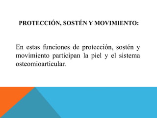 PROTECCIÓN, SOSTÉN Y MOVIMIENTO: 
En estas funciones de protección, sostén y 
movimiento participan la piel y el sistema 
osteomioarticular. 
 
