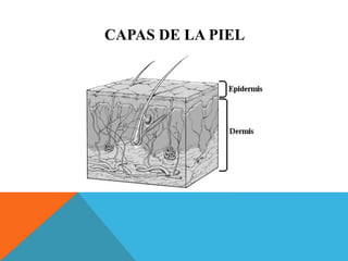 CAPAS DE LA PIEL 
 