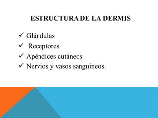 ESTRUCTURA DE LA DERMIS 
 Glándulas 
 Receptores 
 Apéndices cutáneos 
 Nervios y vasos sanguíneos. 
 