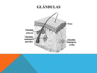 GLÁNDULAS 
 