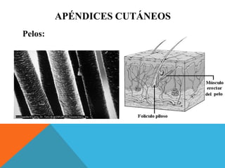 APÉNDICES CUTÁNEOS 
Pelos: 
 