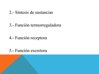 2.- Síntesis de sustancias 
3.- Función termorreguladora 
4.- Función receptora 
5.- Función excretora 
 