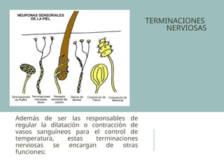 TERMINACIONES
NERVIOSAS
Además de ser las responsables de
regular la dilatación o contracción de
vasos sanguíneos para el control de
temperatura, estas terminaciones
nerviosas se encargan de otras
funciones:
 