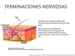 TERMINACIONES NERVIOSAS
También son responsables del
movimiento del músculo erector del
pelo.
Hay una gran variedad de
terminaciones encargadas de
responder a estímulos de: dolor,
tacto, presión, calor, frío, vibración,
etc.4
Terminaciones
Terminaciones
nerviosas
nerviosas
Músculo
Músculo
Pelo
Pelo
Audesirk Audesirk Byers Sixth Ed.
Audesirk Audesirk Byers Sixth Ed.
Biology Life on earth, Instructions Resource CD-ROM, 2002 Prentice Hall
Biology Life on earth, Instructions Resource CD-ROM, 2002 Prentice Hall
4 Audersirk T., Audersirk T., Byers B. “Biología, Ciencia y naturaleza” Pearson, Prentice Hall, 2004
 