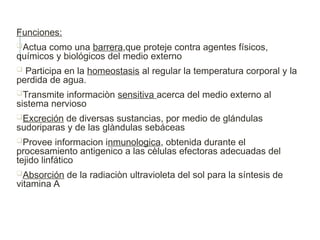 Funciones:
Actua como una barrera,que proteje contra agentes físicos,
químicos y biológicos del medio externo
 Participa en la homeostasis al regular la temperatura corporal y la
perdida de agua.
Transmite informaciòn sensitiva acerca del medio externo al
sistema nervioso
Excreción de diversas sustancias, por medio de glándulas
sudoriparas y de las glàndulas sebáceas
Provee informacion inmunologica, obtenida durante el
procesamiento antigenico a las cèlulas efectoras adecuadas del
tejido linfático
Absorción de la radiaciòn ultravioleta del sol para la síntesis de
vitamina A
 
