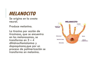 MELANOCITO
Se origina en la cresta
neural.
Produce melanina.
La tirosina por acción de
tirosinasa, que se encuentra
en los melanosomas, se
transforma en 3 – 4
dihidroxifenialanina y
dopaquinona,que por un
proceso de polimerización se
transforma en melanina.
 