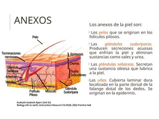 ANEXOS Los anexos de la piel son:
Los pelos que se originan en los
folículos pilosos.
Las glándulas sudoríparas.
Producen secreciones acuosas
que enfrían la piel y eliminan
sustancias como sales y urea.
Las glándulas sebáceas. Secretan
una sustancia oleosa que lubrica
a la piel.
•Las uñas. Cubierta laminar dura
localizada en la parte dorsal de la
falange distal de los dedos. Se
originan en la epidermis.
Terminaciones
Terminaciones
nerviosas
nerviosas
Glándula
Glándula
Sebácea
Sebácea
Arteriola
Arteriola
Venula
Venula
Folículo
Folículo
Piloso
Piloso
Músculo
Músculo
Glándula
Glándula
Sudorípara
Sudorípara
Pelo
Pelo
Epidermis
Epidermis
Dermis
Dermis
Tejido
Tejido
Subcutáneo
Subcutáneo
Audesirk Audesirk Byers Sixth Ed.
Audesirk Audesirk Byers Sixth Ed.
Biology Life on earth, Instructions Resource CD-ROM, 2002 Prentice Hall
Biology Life on earth, Instructions Resource CD-ROM, 2002 Prentice Hall
 