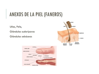 ANEXOS DE LA PIEL (FANEROS)
Uñas, Pelo,
Glándulas sudoríparas
Glándulas sebáceas
 