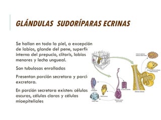 GLÁNDULAS SUDORÍPARAS ECRINAS
Se hallan en toda la piel, a excepción
de labios, glande del pene, superficie
interna del prepucio, clítoris, labios
menores y lecho ungueal.
Son tubulosas enrolladas
Presentan porción secretora y porción
excretora.
En porción secretora existen: células
oscuras, células claras y células
mioepiteliales
 