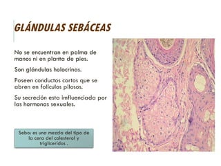 GLÁNDULAS SEBÁCEAS
No se encuentran en palma de
manos ni en planta de pies.
Son glándulas holocrinas.
Poseen conductos cortos que se
abren en folículos pilosos.
Su secreción esta imfluenciada por
las hormonas sexuales.
Sebo: es una mezcla del tipo de
la cera del colesterol y
trigliceridos .
 
