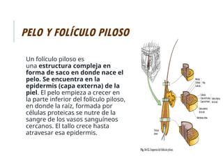 PELO Y FOLÍCULO PILOSO
Un folículo piloso es
una estructura compleja en
forma de saco en donde nace el
pelo. Se encuentra en la
epidermis (capa externa) de la
piel. El pelo empieza a crecer en
la parte inferior del folículo piloso,
en donde la raíz, formada por
células proteicas se nutre de la
sangre de los vasos sanguíneos
cercanos. El tallo crece hasta
atravesar esa epidermis.
 
