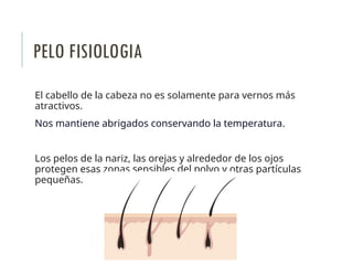 PELO FISIOLOGIA
El cabello de la cabeza no es solamente para vernos más
atractivos.
Nos mantiene abrigados conservando la temperatura.
Los pelos de la nariz, las orejas y alrededor de los ojos
protegen esas zonas sensibles del polvo y otras partículas
pequeñas.
 