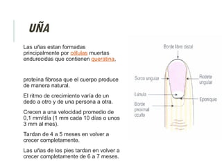 UÑA
Las uñas estan formadas
principalmente por células muertas
endurecidas que contienen queratina,
proteína fibrosa que el cuerpo produce
de manera natural.
El ritmo de crecimiento varía de un
dedo a otro y de una persona a otra.
Crecen a una velocidad promedio de
0,1 mm/día (1 mm cada 10 días o unos
3 mm al mes).
Tardan de 4 a 5 meses en volver a
crecer completamente.
Las uñas de los pies tardan en volver a
crecer completamente de 6 a 7 meses.
 