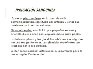 IRRIGACIÓN SANGUÍNEA
Exíste un plexo cutáneo, en la zona de unión
dermohipodermica, constituido por arterias y venas que
provienen de la red subcutanea.
Plexo subpapilar, constituido por pequeñas venulas y
arteriolas.Estas emiten asas capilares hacia cada papila.
Los folículos pilosos y las glándulas sebáceas son irrigados
por una red perifolicular. Las glándulas sudoríparas son
irrigados por la red cutánea.
Exísten comunicaciones arteriovenosa, importantes para la
termorregulación de la piel
 
