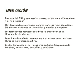 INERVACIÓN
Procede del SNA y controla los anexos, exíste inervación cutánea
y el flujo vascular
Hay terminaciones nerviosas motoras para los vasos sanguíneos,
los musculos erectores del pelo y las glándulas sudoríparas
Las terminciones nerviosas sensitivas se encuentran en la
hipodermis y la dermis.
La epidermis también presenta muchas terminaciones nerviosas
libres de naturaleza sensitiva.
Exísten terminaciones nerviosas encapsuladas: Corpúsculos de
Meissner, Vater Pacini, de Ruffini y de Krause
 