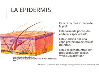 LA EPIDERMIS
Es la capa más externa de
la piel.
Está formada por tejido
epitelial especializado.
Está cubierta por una
capa protectora de células
muertas.
Estas células muertas son
producidas por células
vivas subyacentes.4
Epidermis
Epidermis
4 Audersirk T., Audersirk T., Byers B. “Biología, Ciencia y naturaleza” Pearson, Prentice Hall, 2004
Audesirk Audesirk Byers Sixth Ed.
Audesirk Audesirk Byers Sixth Ed.
Biology Life on earth, Instructions Resource CD-ROM, 2002 Prentice
Biology Life on earth, Instructions Resource CD-ROM, 2002 Prentice
Hall
Hall
 
