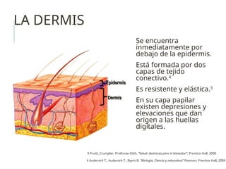 LA DERMIS
Se encuentra
inmediatamente por
debajo de la epidermis.
Está formada por dos
capas de tejido
conectivo.4
Es resistente y elástica.3
En su capa papilar
existen depresiones y
elevaciones que dan
origen a las huellas
digitales.
Epidermis
Epidermis
Dermis
Dermis
3 Pruitt, Crumpler, Prothrow-Stith, “Salud: destrezas para el bienestar”, Prentice Hall, 2000
4 Audersirk T., Audersirk T., Byers B. “Biología, Ciencia y naturaleza” Pearson, Prentice Hall, 2004
 