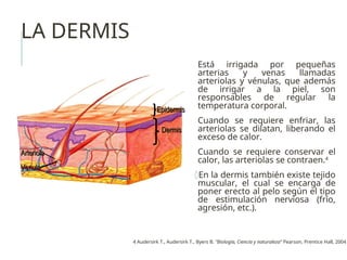LA DERMIS
Está irrigada por pequeñas
arterias y venas llamadas
arteriolas y vénulas, que además
de irrigar a la piel, son
responsables de regular la
temperatura corporal.
Cuando se requiere enfriar, las
arteriolas se dilatan, liberando el
exceso de calor.
Cuando se requiere conservar el
calor, las arteriolas se contraen.4
◊En la dermis también existe tejido
muscular, el cual se encarga de
poner erecto al pelo según el tipo
de estimulación nerviosa (frío,
agresión, etc.).
Arteriola
Arteriola
Venula
Venula
Epidermis
Epidermis
Dermis
Dermis
4 Audersirk T., Audersirk T., Byers B. “Biología, Ciencia y naturaleza” Pearson, Prentice Hall, 2004
 