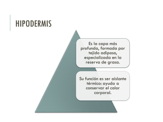 HIPODERMIS
 