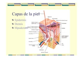 Capas de la piel
 Epidermis
 Dermis
 Hipodermis
 