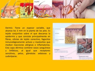 Pelos: son filamentos córneos, delgados, de origen epidérmico y de crecimiento continuo, reaccionan por músculos erectores, que pueden ponerlos rígidos. 