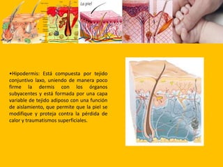 Uñas: son formaciones laminares, córneas y traslúcidas, de origen epidérmico, y de crecimiento continuo que se originan en depresiones de la epidermis. Papilas dermicasLas papilas dérmicas son abundantes elevaciones que se encuentran en la capa superficial de la dermis, distribuidas por todo el cuerpo. En su interior se alojan vasos sanguíneos o corpúsculos receptores de la sensibilidad cutánea, denominándose papilas vasculares a las primeras, y papilas nerviosas a las segundas. Las papilas nerviosas le permiten al hombre captar los cambios que se producen en el medio donde viven, como variaciones de temperatura, roces mecánicos, presiones, golpes, entre otros. 