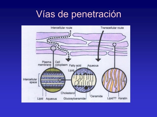La piel como via de administracion de medicamentos | PPT