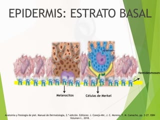 Bascal Conejo Anat9mia de la Piel Seminario semiología y Dermatología.pptx