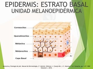 Bascal Conejo Anat9mia de la Piel Seminario semiología y Dermatología.pptx