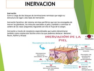 Anat9mia de la Piel Seminario semiología y Dermatología.pptx