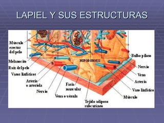 LAPIEL Y SUS ESTRUCTURAS 