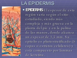 LA EPIDERMIS EPIDERMIS  El espesor de esta región varía según el sitio estudiado, siendo más compleja y más gruesa en la planta del pie y en la palma de las manos, donde alcanza un espesor de 1,5 mm. Su epitelio es pluriestratificado (5 capas o estratos celulares) y está compuesto por láminas de keratina.  