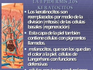 LA EPIDERMIS,L0S KERATOCITOS Los keratinocitos son reemplazados por medio de la división (mitosis) de las células basales (regeneración). Esta capa de la piel también contiene células con pigmentos llamados, melanocitos, que son los que dan el color a la piel, células de Langerhans con funciones defensivas  células nerviosas con funciones hormonales (células de Merkel). No posee vasos sanguíneos .   
