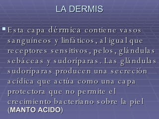 LA DERMIS Esta capa  dérmica  contiene vasos sanguíneos y linfáticos, al igual que receptores sensitivos, pelos, glándulas sebáceas y sudoríparas. Las glándulas sudoríparas producen una secreción acídica que actúa como una capa protectora que no permite el crecimiento bacteriano sobre la piel  ( MANTO ACIDO ) 