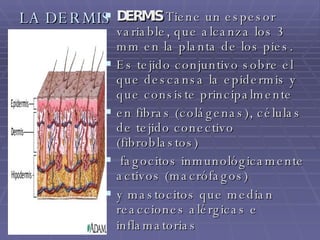 LA DERMIS DERMIS  Tiene un espesor variable, que alcanza los 3 mm en la planta de los pies. Es tejido conjuntivo sobre el que descansa la epidermis y que consiste principalmente  en fibras (colágenas), células de tejido conectivo (fibroblastos) fagocitos inmunológicamente activos (macrófagos)  y mastocitos que median reacciones alérgicas e inflamatorias   
