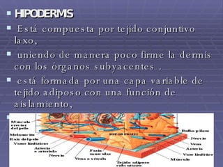 HIPODERMIS Está compuesta por tejido conjuntivo laxo, uniendo de manera poco firme la dermis con los órganos subyacentes . está formada por una capa variable de tejido adiposo con una función de aislamiento, que permite que la piel se modifique y proteja contra la pérdida de calor y traumatismos superficiales. 
