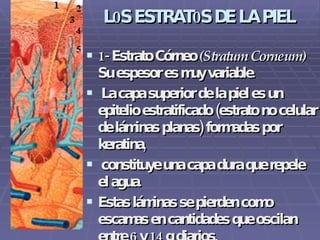 L0S ESTRAT0S DE LA PIEL 1- Estrato Córneo  (Stratum Corneum)  Su espesor es muy variable. La capa superior de la piel es un epitelio estratificado (estrato no celular de láminas planas) formadas por keratina, constituye una capa dura que repele el agua. Estas láminas se pierden como escamas en cantidades que oscilan entre 6 y 14 g diarios. Esta capa actúa como una barrera que provee protección mecánica y química.   