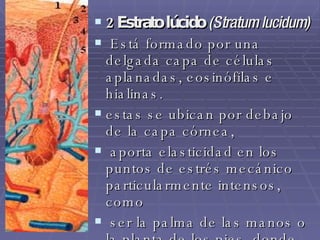 2 Estrato lúcido   (Stratum lucidum) Está formado por una delgada capa de células aplanadas, eosinófilas e hialinas.  estas se ubican por debajo de la capa córnea, aporta elasticidad en los puntos de estrés mecánico particularmente intensos, como ser la palma de las manos o la planta de los pies, donde se encuentra engrosada. 