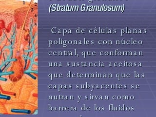 3 Estrato granuloso  (Stratum Granulosum)  Capa de células planas poligonales con núcleo central, que conforman una sustancia aceitosa que determinan que las capas subyacentes se nutran y sirvan como barrera de los fluidos corporales. 