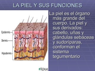 LA PIEL Y SUS FUNCIONES La piel es el órgano más grande del cuerpo. La piel y sus derivados: cabello, uñas y glándulas sebáceas y sudoríparas, conforman el sistema tegumentario   