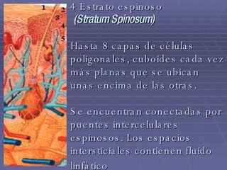 4 Estrato espinoso   (Stratum Spinosum)   Hasta 8 capas de células poligonales, cuboides cada vez más planas que se ubican unas encima de las otras.  Se encuentran conectadas por puentes intercelulares espinosos. Los espacios intersticiales contienen fluido linfático   