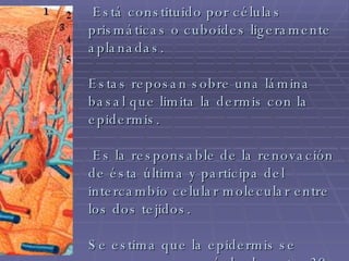 5 Estrato basal  (Stratum basale)  Está constituido por células prismáticas o cuboides ligeramente aplanadas. Estas reposan sobre una lámina basal que limita la dermis con la epidermis.  Es la responsable de la renovación de ésta última y participa del intercambio celular molecular entre los dos tejidos. Se estima que la epidermis se renueva en un período de entre 20 y 30 días. 