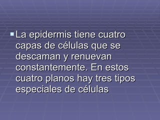 La epidermis tiene cuatro capas de células que se descaman y renuevan constantemente. En estos cuatro planos hay tres tipos especiales de células   