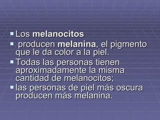 Los  melanocitos producen  melanina , el pigmento que le da color a la piel.  Todas las personas tienen aproximadamente la misma cantidad de melanocitos;  las personas de piel más oscura producen más melanina.   