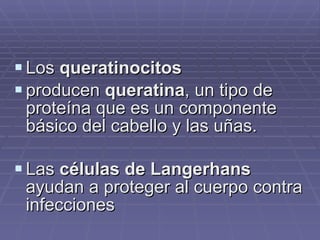 Los  queratinocitos   producen  queratina , un tipo de proteína que es un componente básico del cabello y las uñas.  Las  células de Langerhans  ayudan a proteger al cuerpo contra infecciones   
