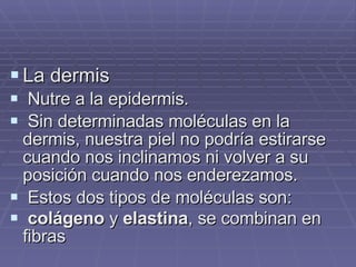 La dermis Nutre a la epidermis. Sin determinadas moléculas en la dermis, nuestra piel no podría estirarse cuando nos inclinamos ni volver a su posición cuando nos enderezamos. Estos dos tipos de moléculas son: colágeno  y  elastina , se combinan en fibras   