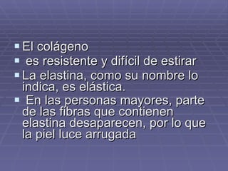 El colágeno es resistente y difícil de estirar  La elastina, como su nombre lo indica, es elástica. En las personas mayores, parte de las fibras que contienen elastina desaparecen, por lo que la piel luce arrugada   